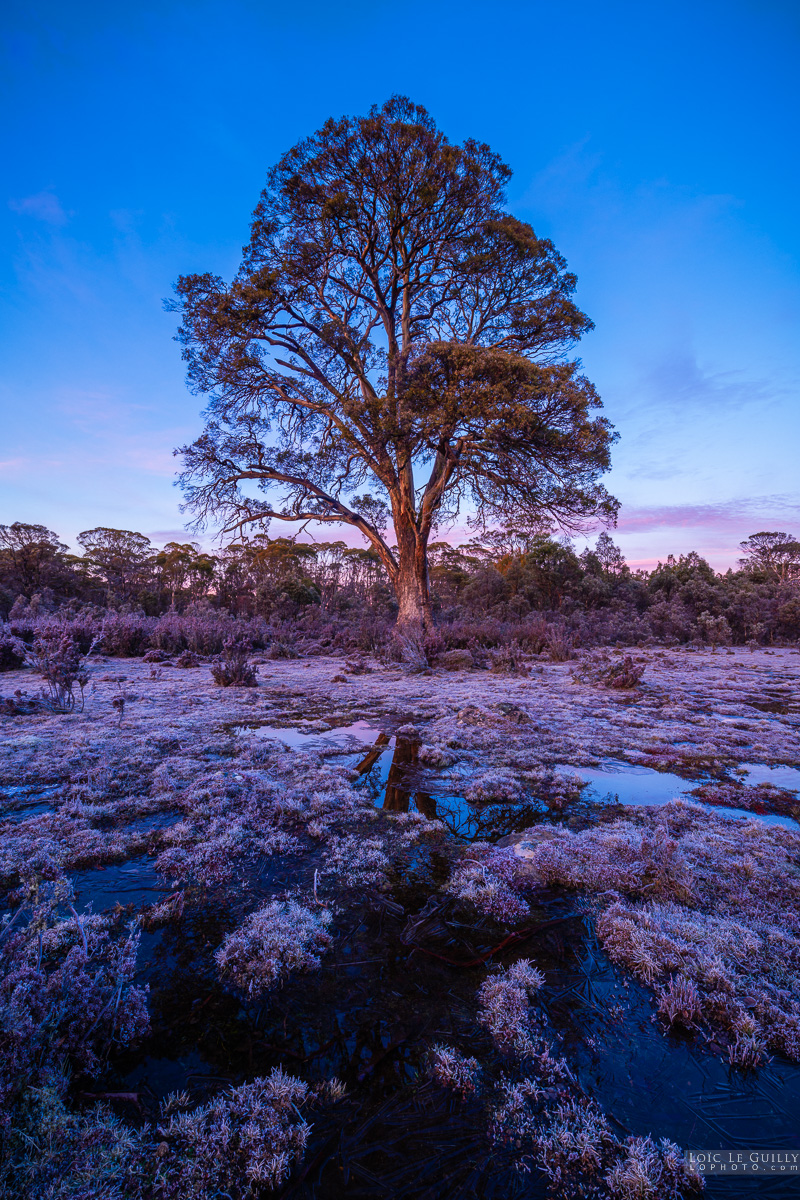 photograph of Miena cider gum at dawn